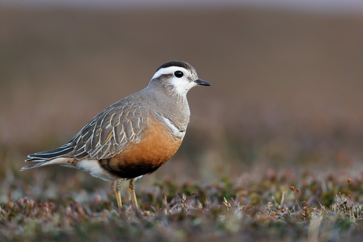 Eurasian Dotterel - ML248748971