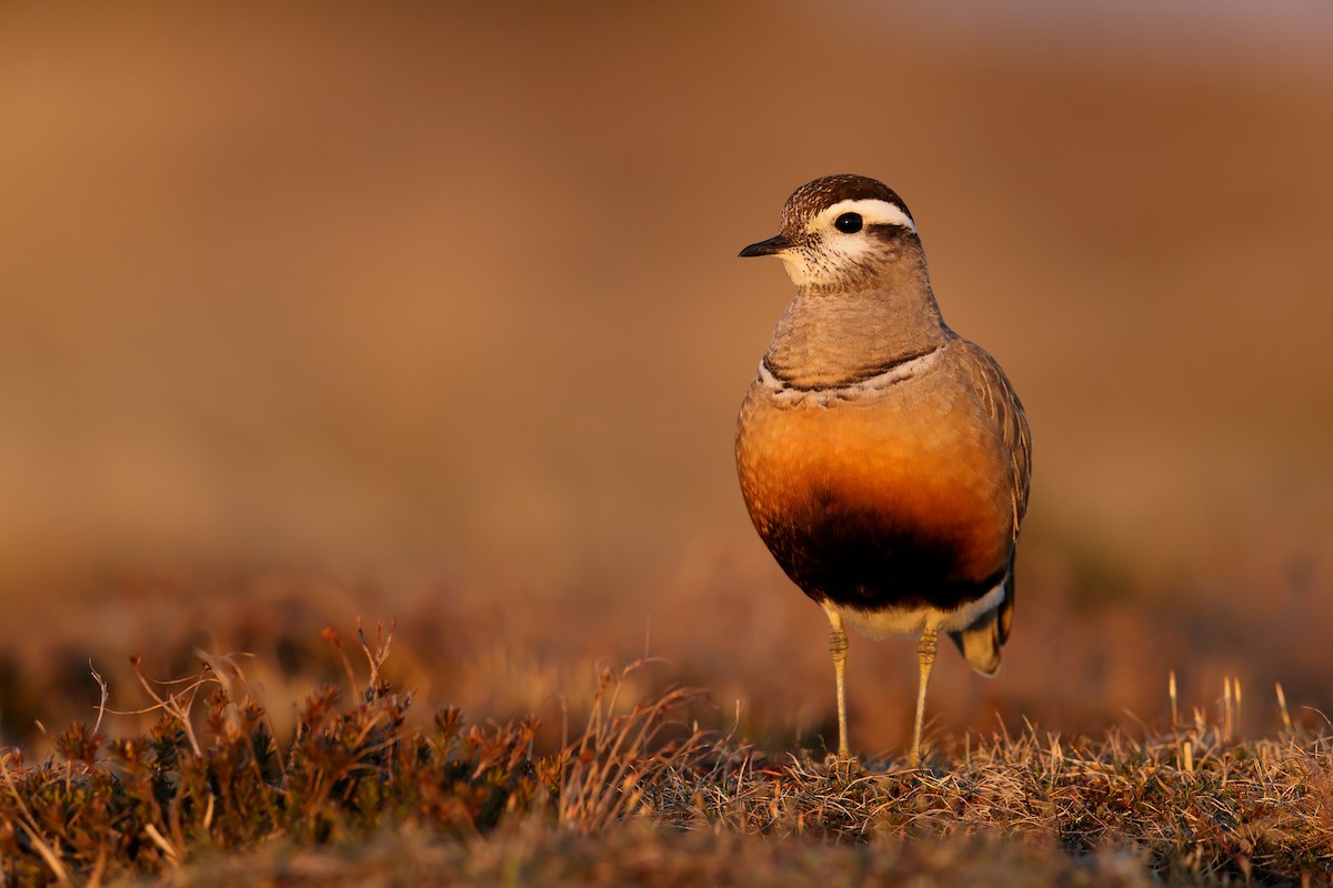 Eurasian Dotterel - ML248748991