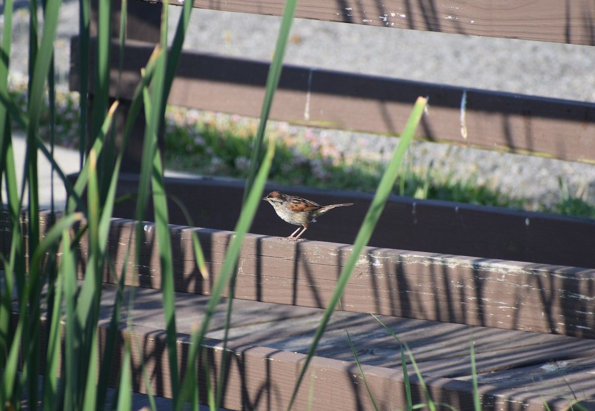 Swamp Sparrow - ML248749311