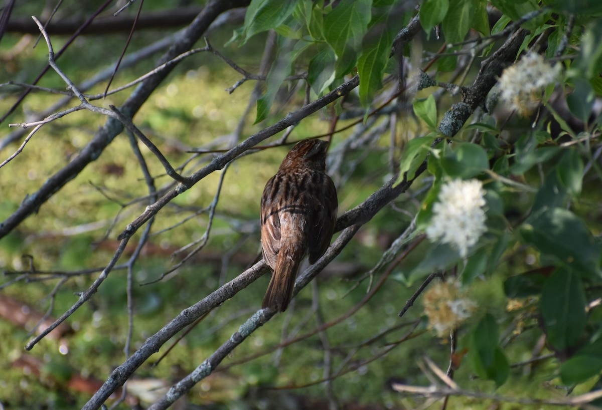 Swamp Sparrow - ML248749321