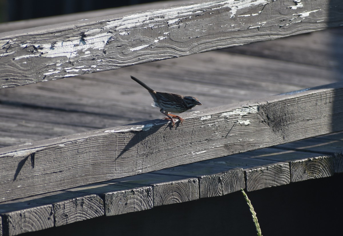 Swamp Sparrow - ML248749331