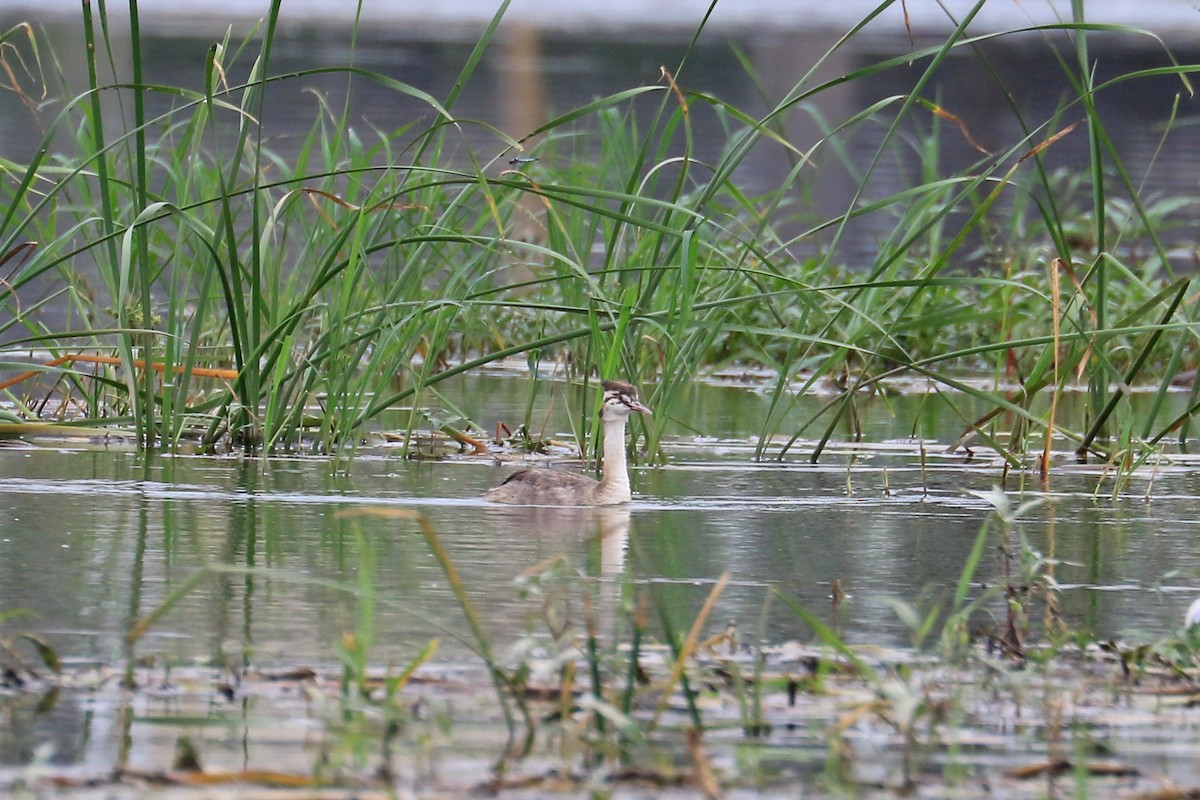 Great Crested Grebe - ML248750371