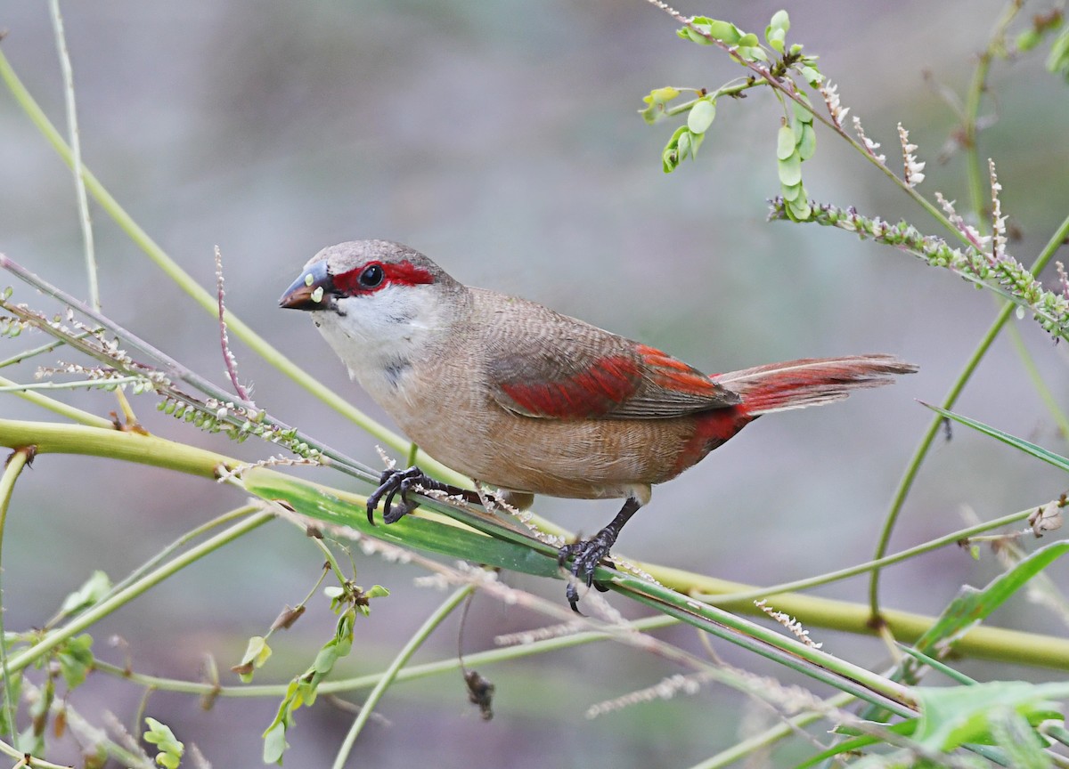 Crimson-rumped Waxbill - norman wu