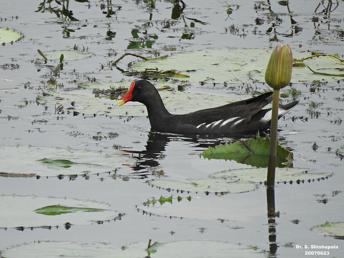 Gallinule poule-d'eau - ML248752901