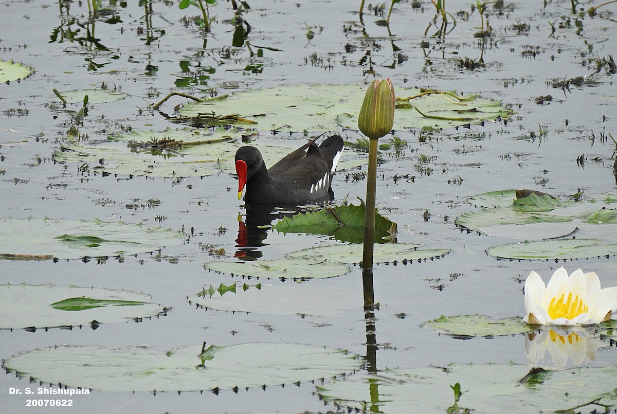 Gallinule poule-d'eau - ML248752981