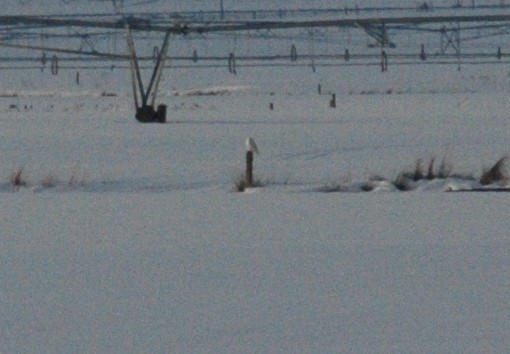 Snowy Owl - ML24875531