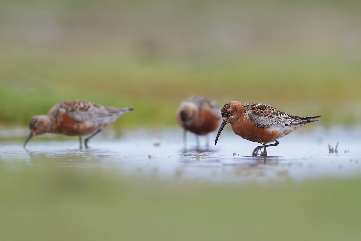 Curlew Sandpiper - ML248755331