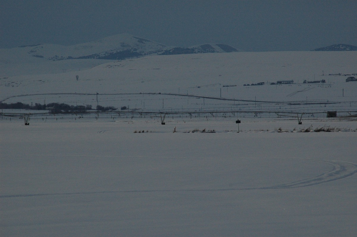 Snowy Owl - ML24875541