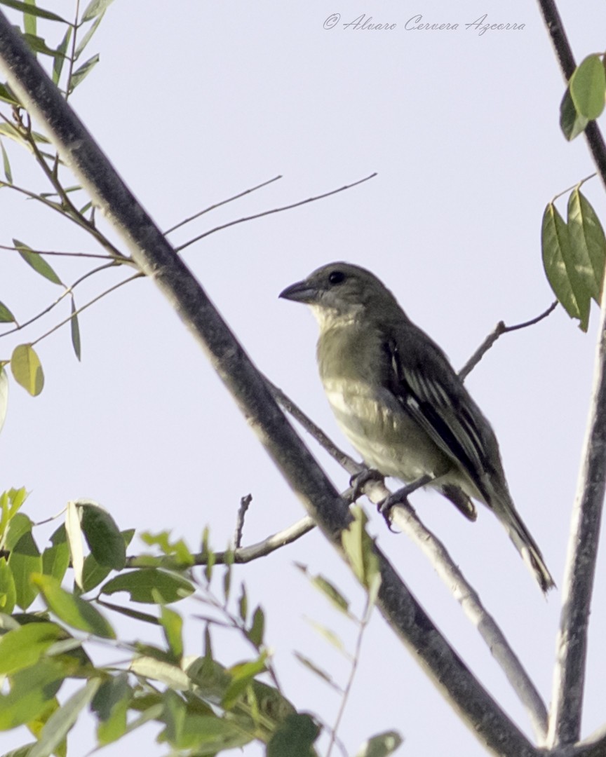 Western Spindalis (Cozumel I.) - Alvaro Cervera