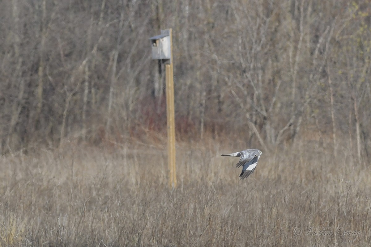 Northern Harrier - ML248759471