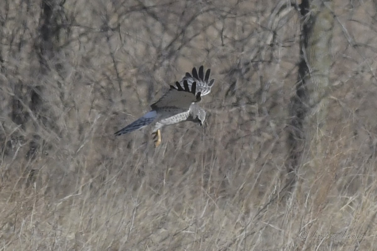 Northern Harrier - ML248759541