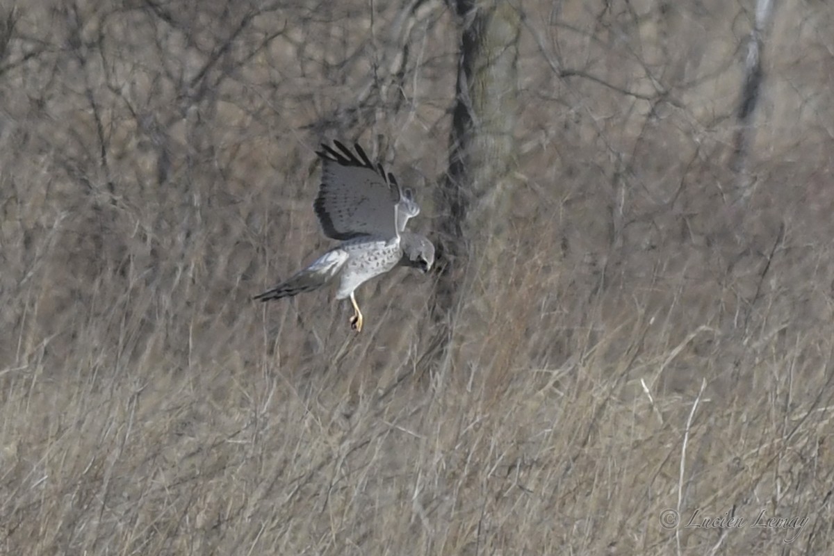 Northern Harrier - ML248759561