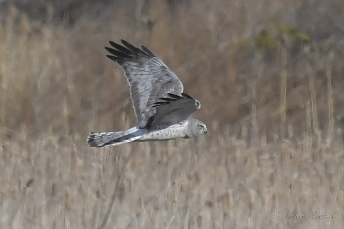 Northern Harrier - ML248759621