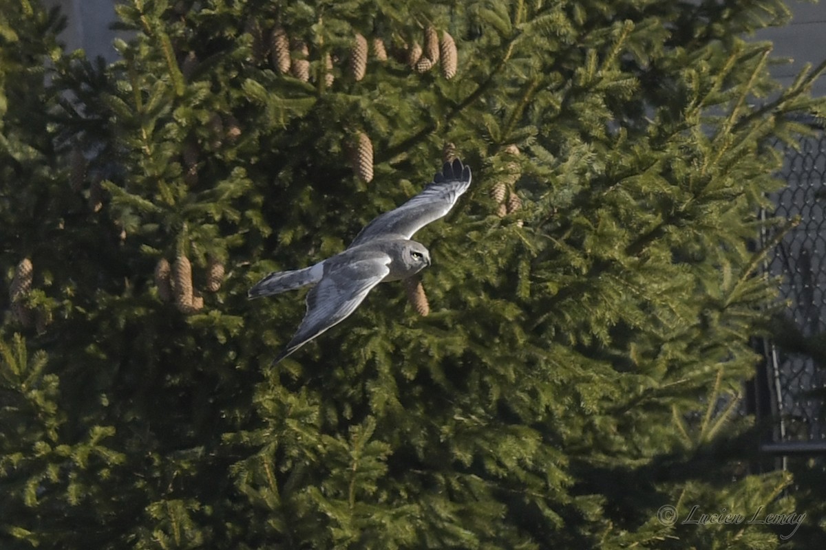 Northern Harrier - ML248759701