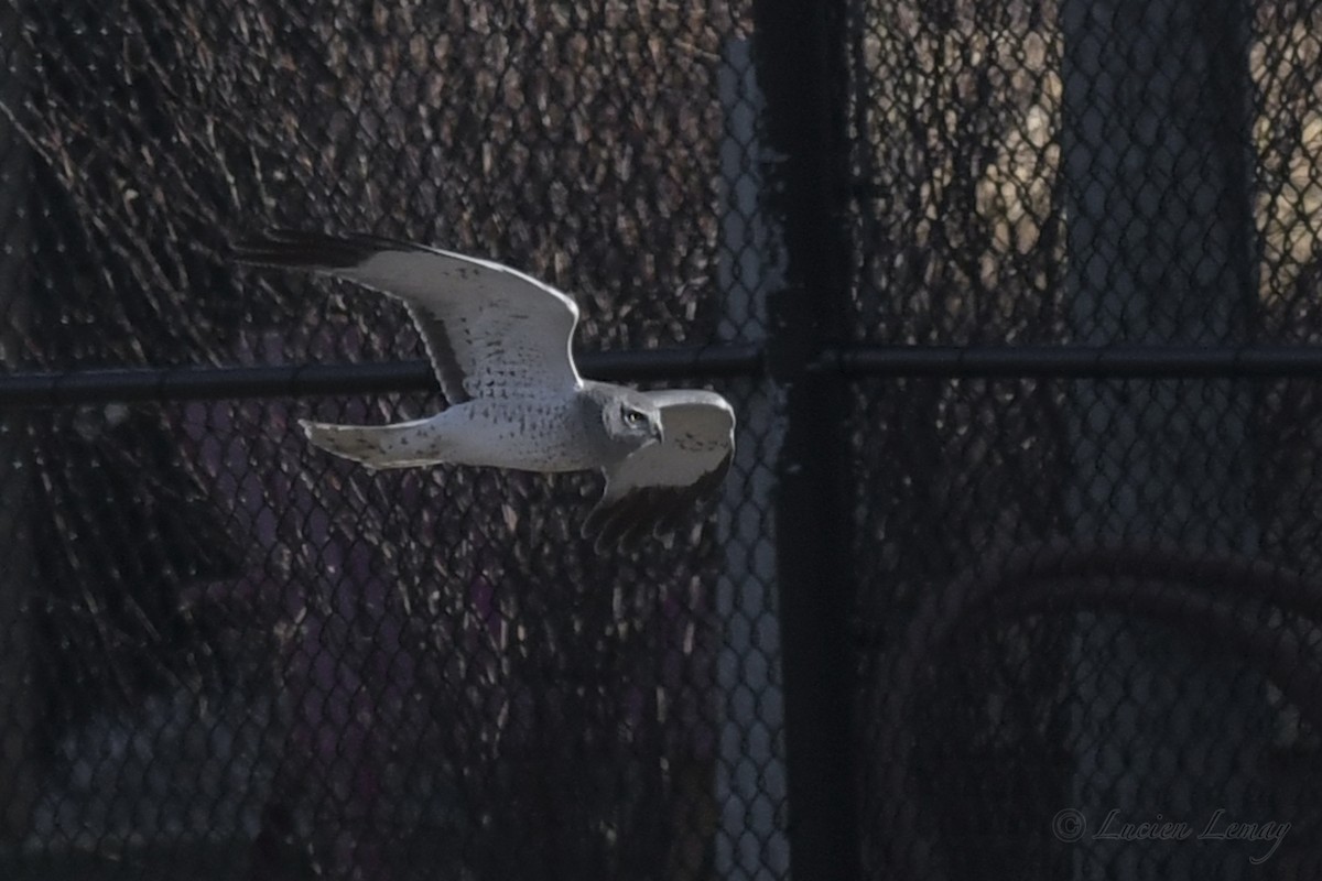 Northern Harrier - ML248759731