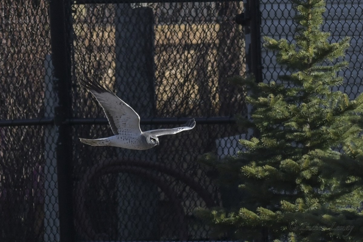 Northern Harrier - ML248759751