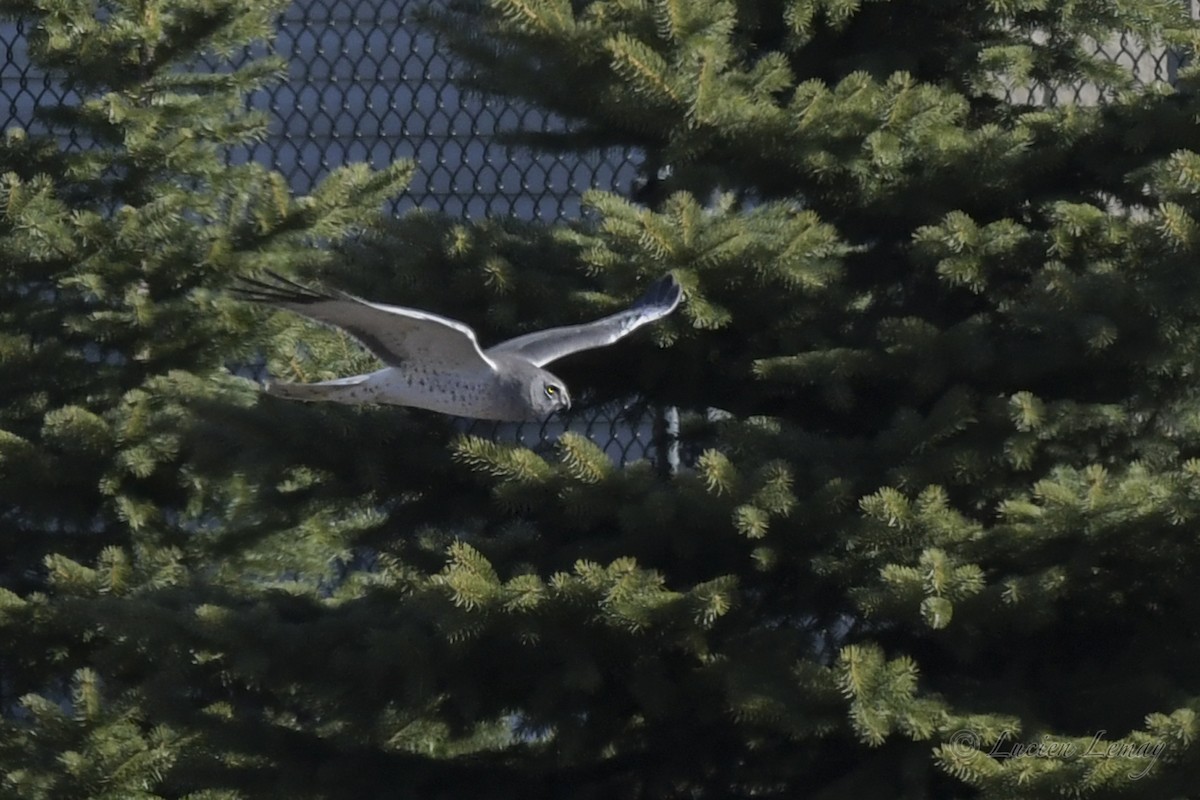 Northern Harrier - Lucien Lemay