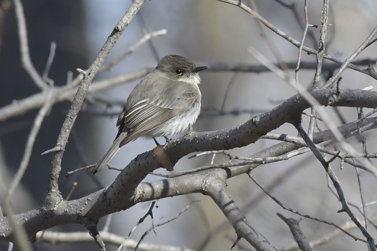 Eastern Phoebe - ML248759911