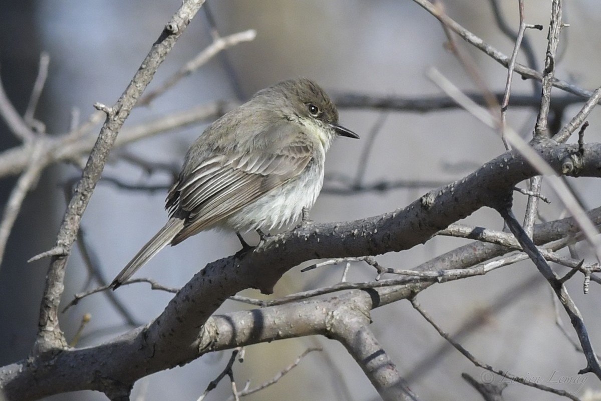 Eastern Phoebe - Lucien Lemay