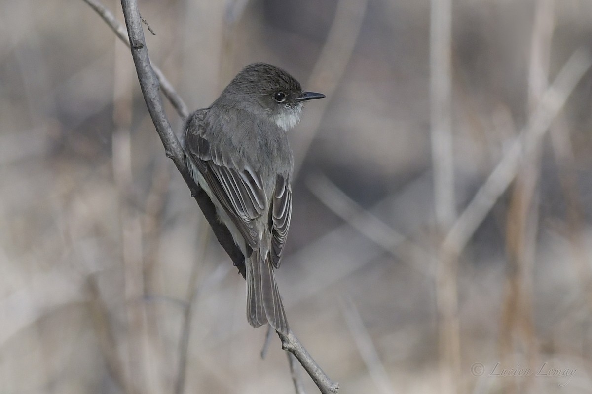 Eastern Phoebe - ML248759951