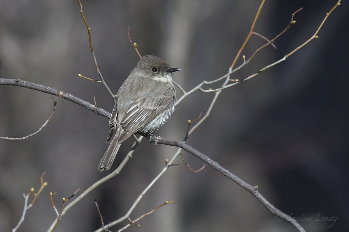 Eastern Phoebe - ML248759991