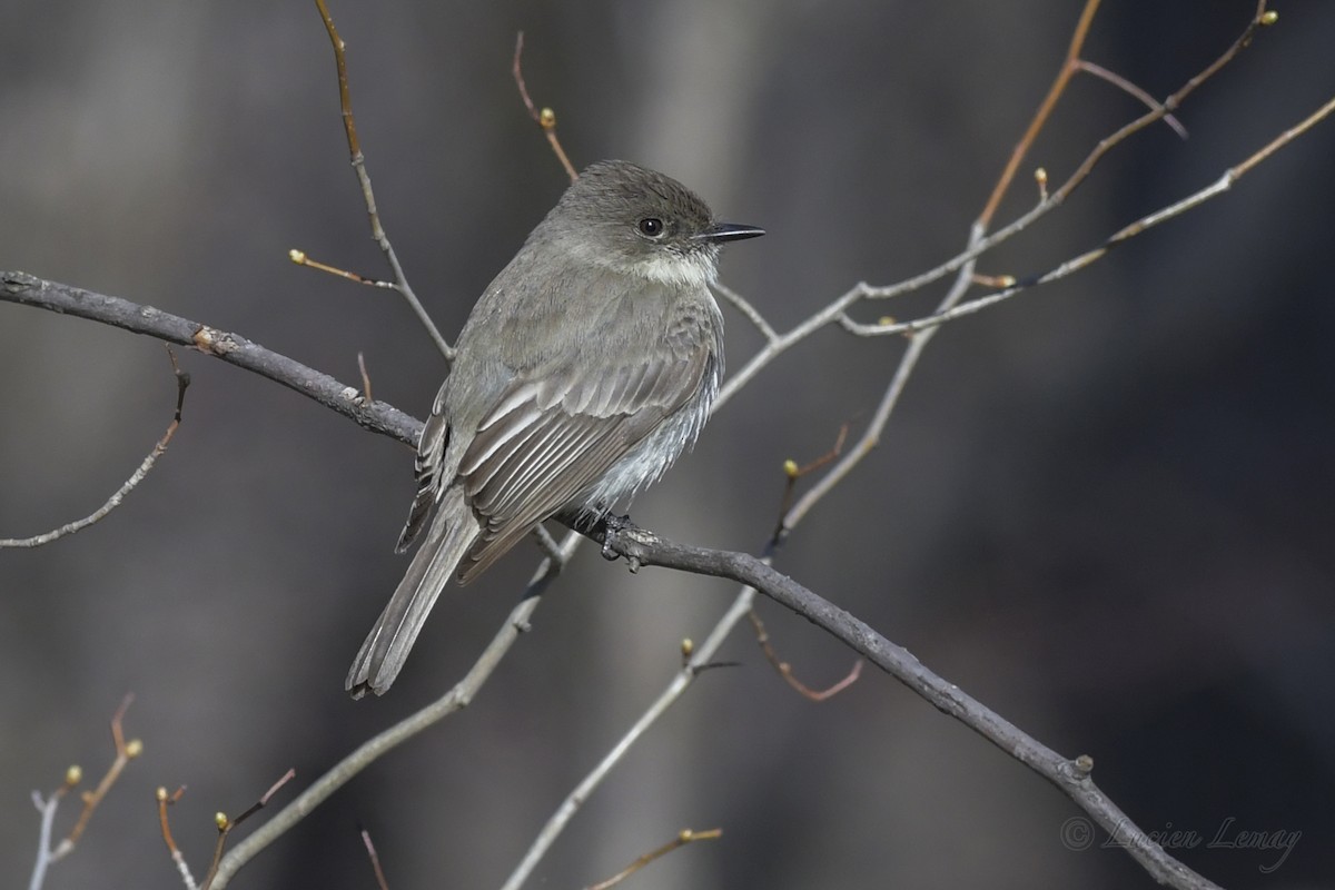 Eastern Phoebe - ML248760001