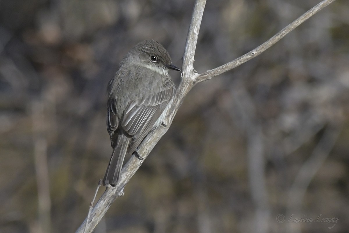 Eastern Phoebe - ML248760031