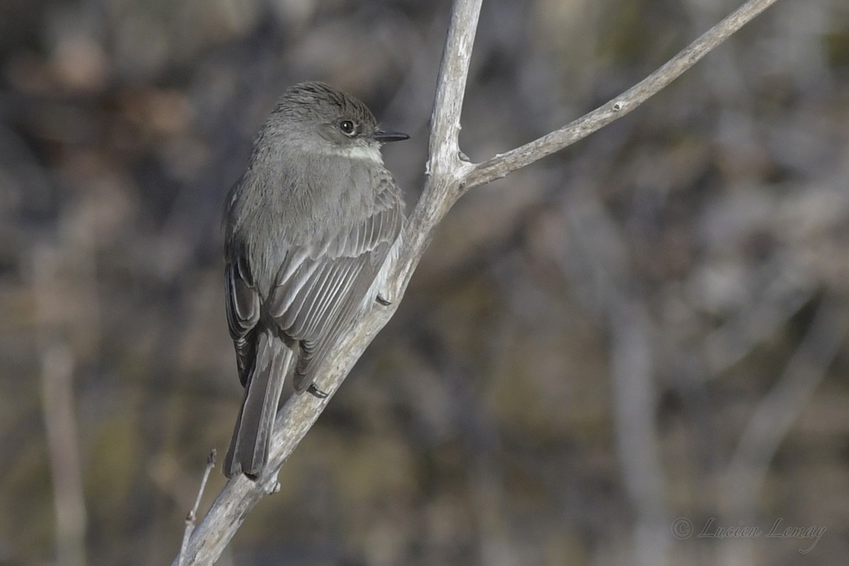 Eastern Phoebe - Lucien Lemay