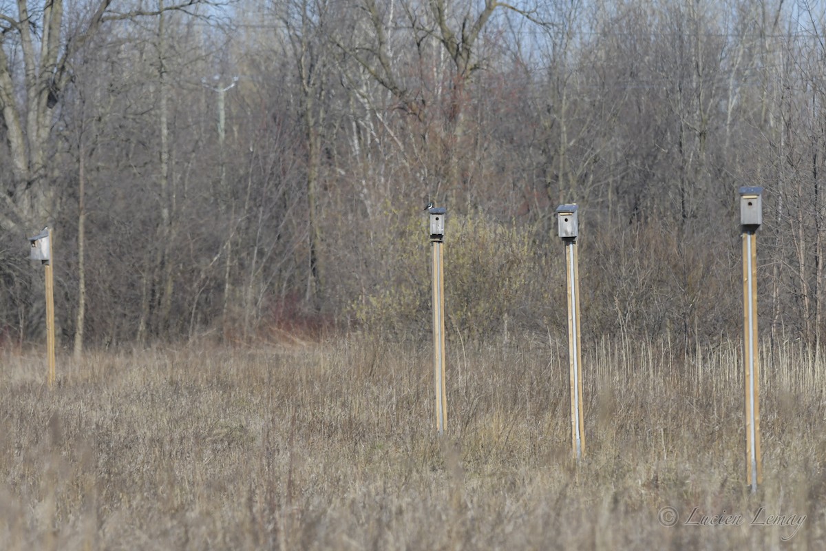 Tree Swallow - ML248760281