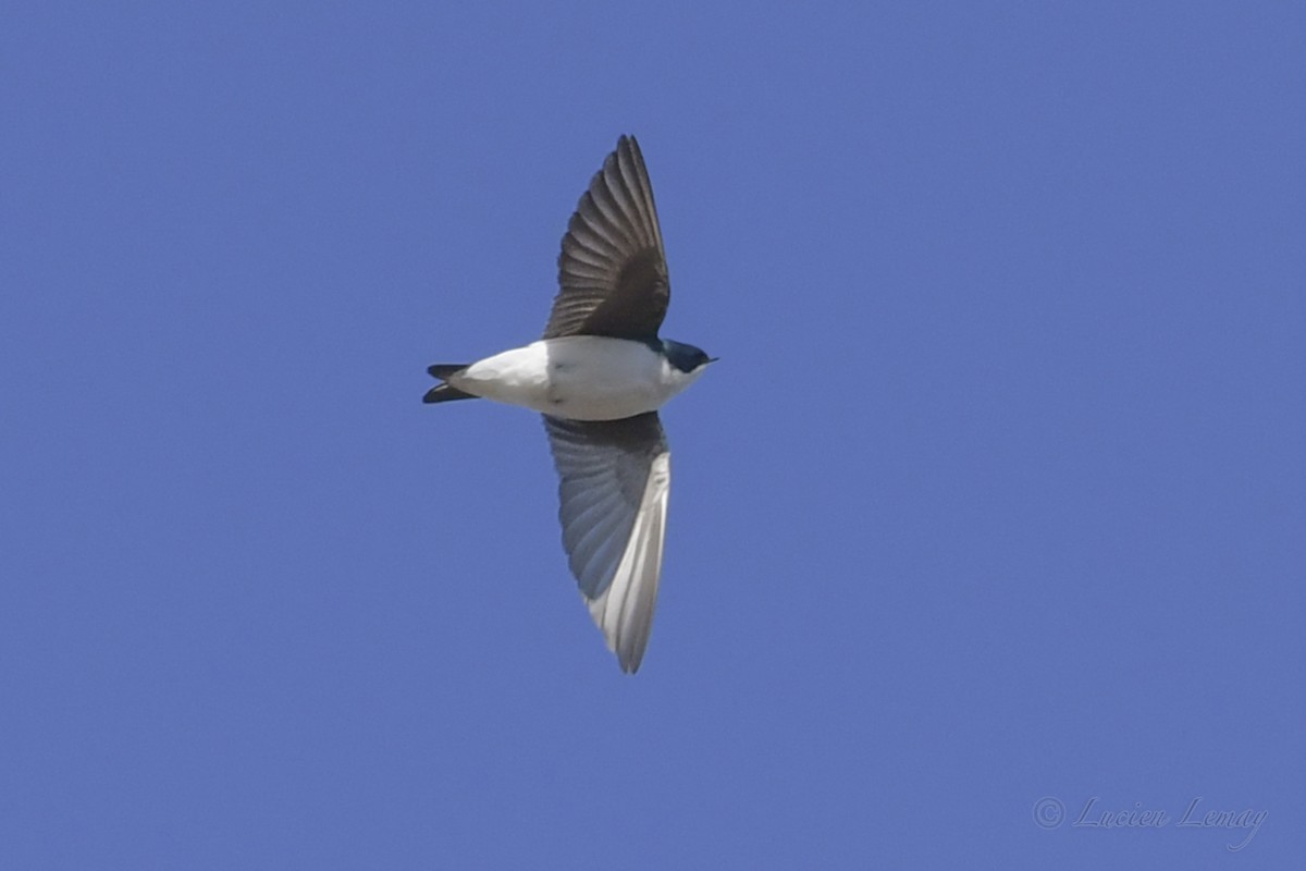 Tree Swallow - ML248760321