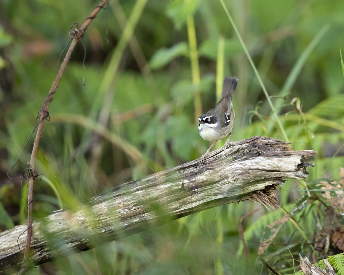 Weißbrauensericornis - ML248761511