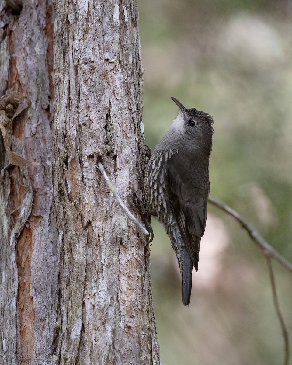 White-throated Treecreeper - ML248761521