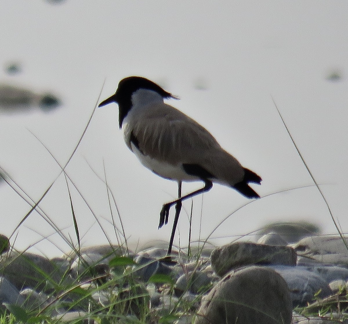 River Lapwing - ML248762081