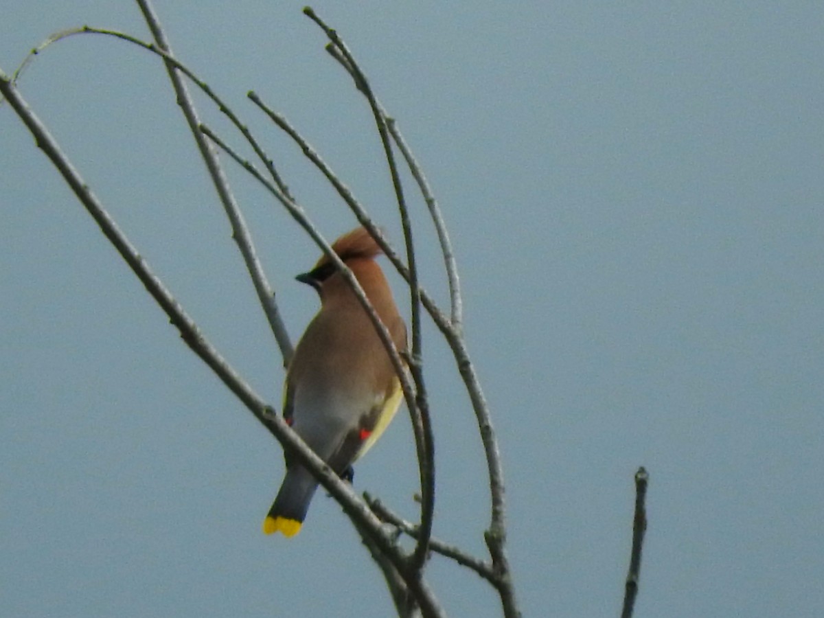 Cedar Waxwing - ML248763311