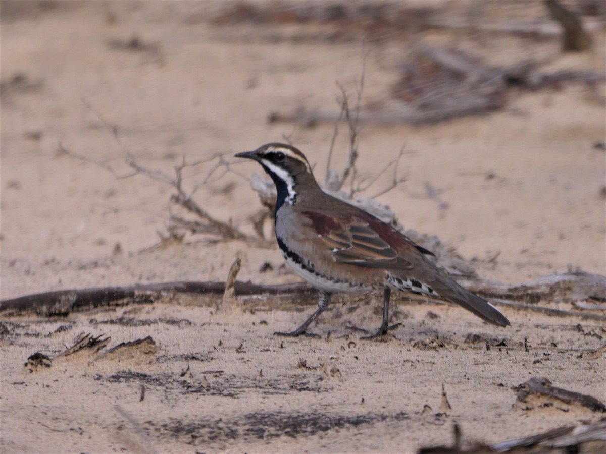 Chestnut Quail-thrush - Dan Pendavingh