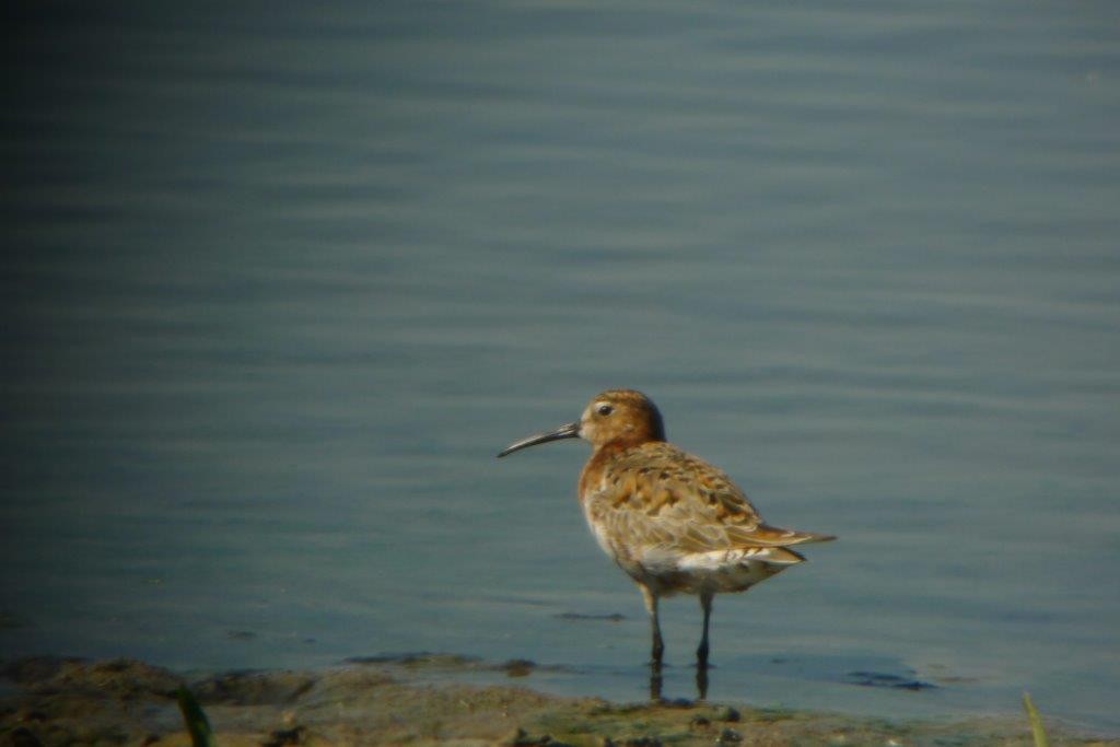 Curlew Sandpiper - ML248764211