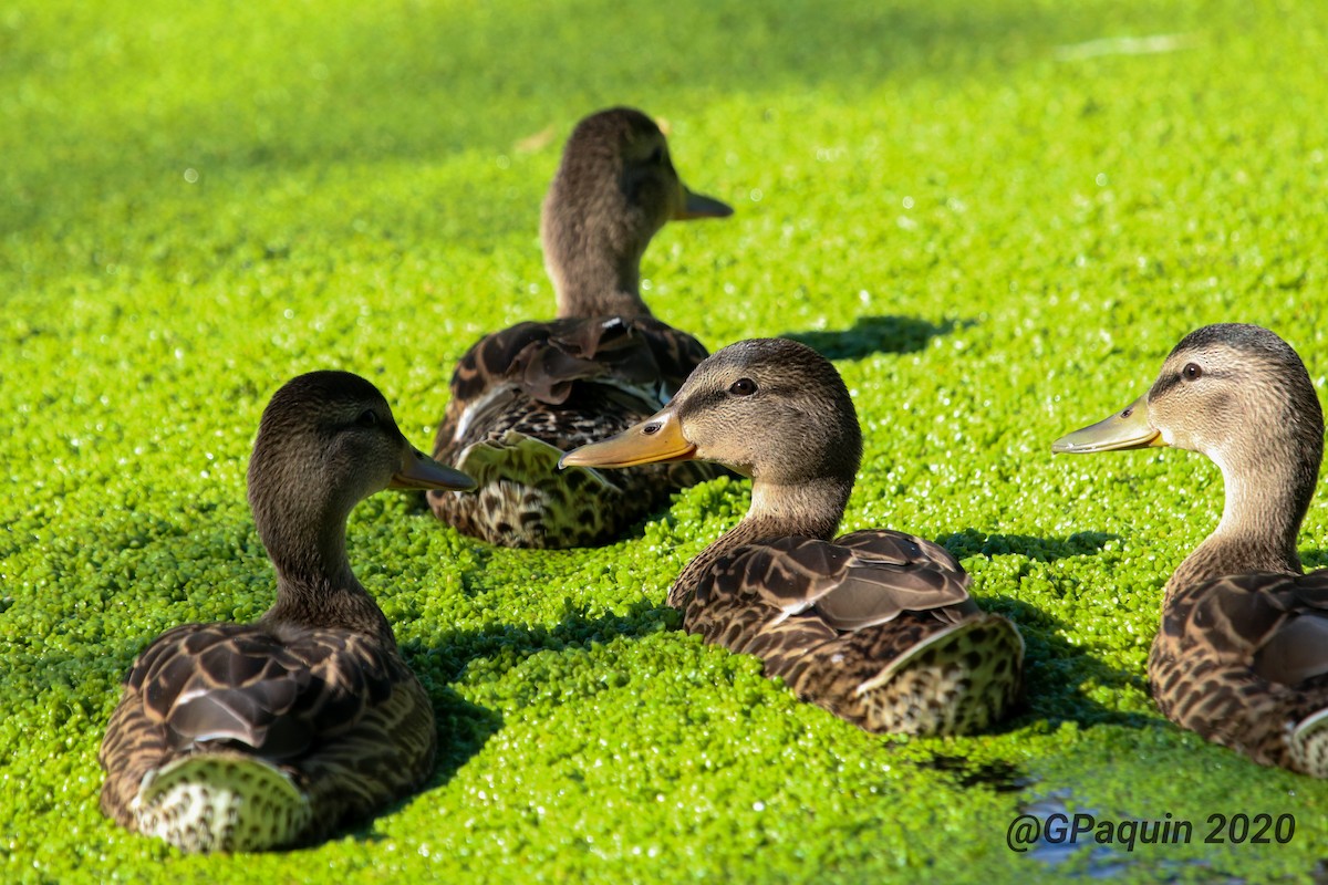 Mallard - Guy Paquin