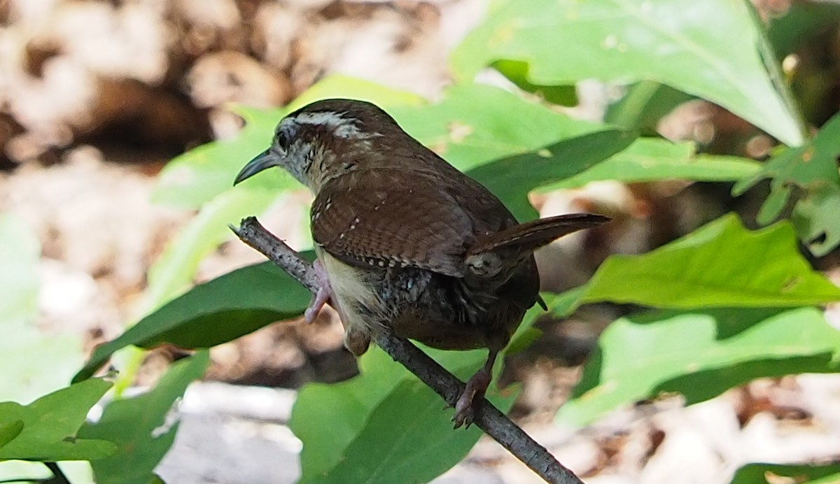 Carolina Wren - ML248769991