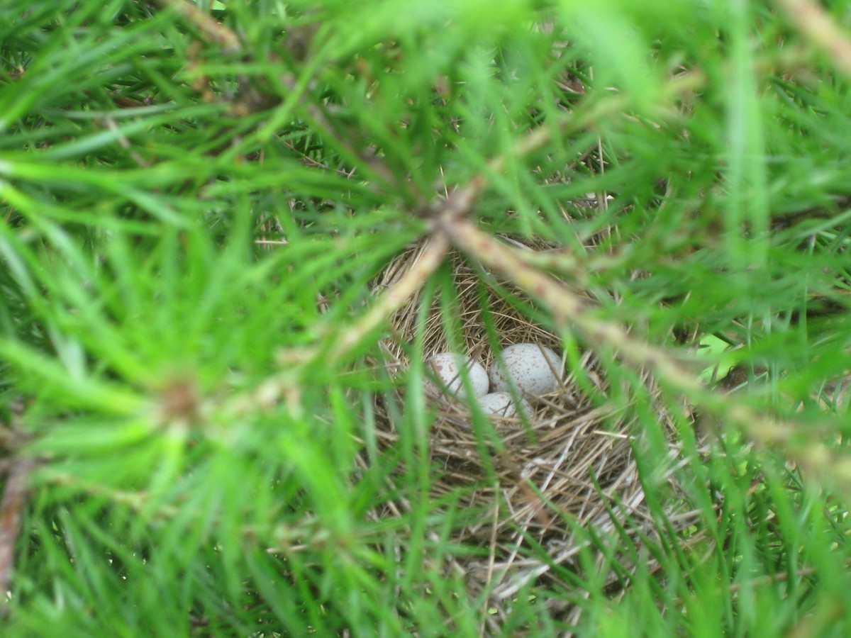 Prairie Warbler - Donald Mackler