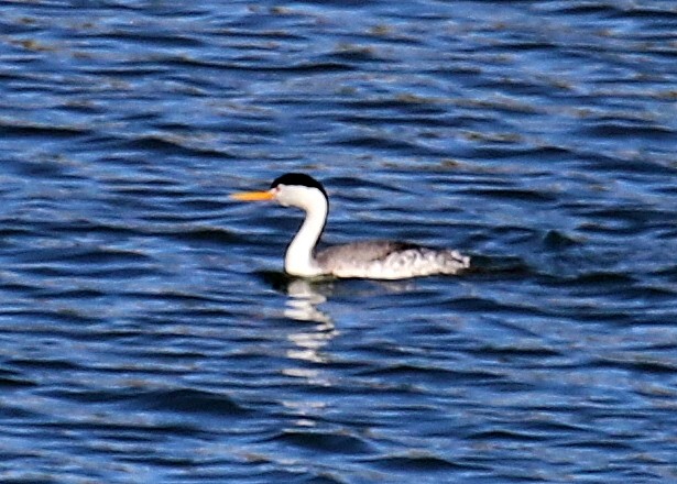 Clark's Grebe - ML24877351