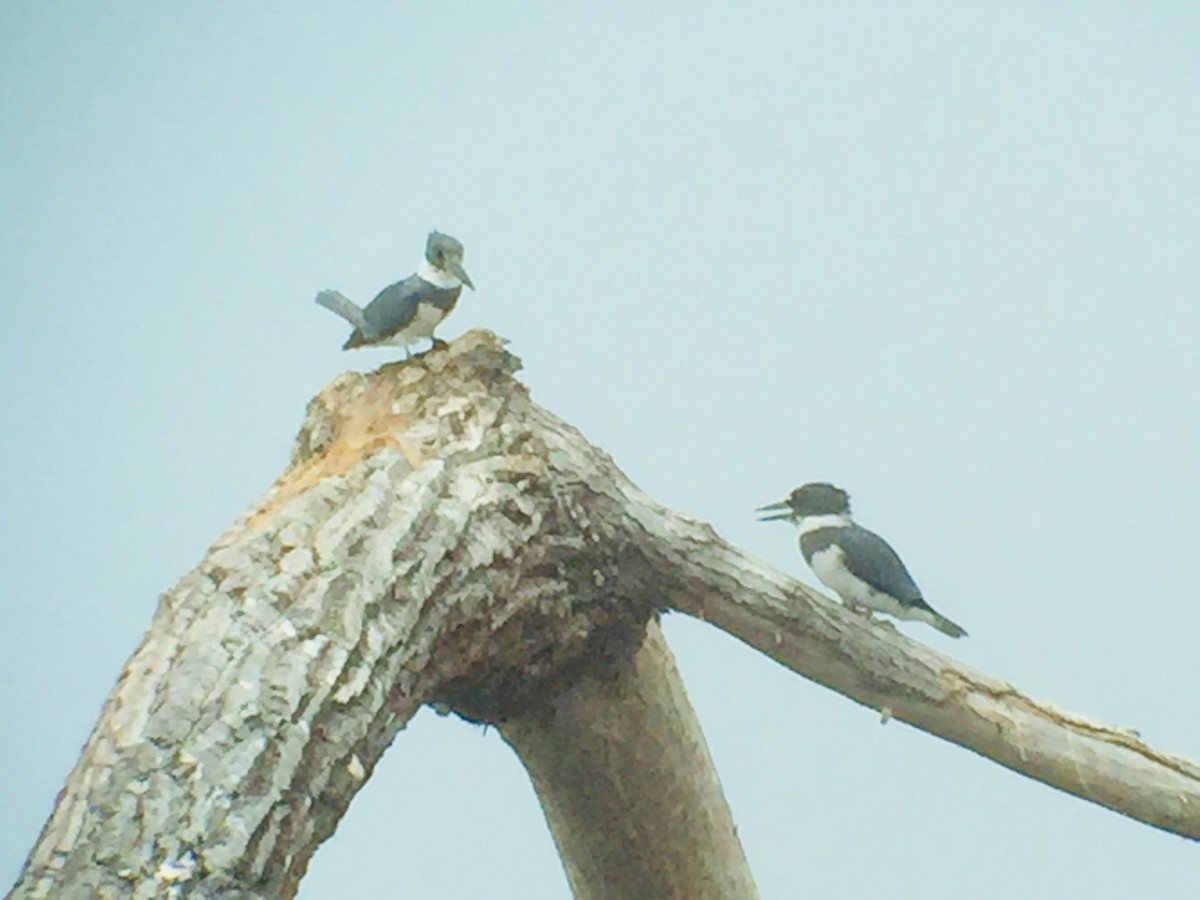 Belted Kingfisher - ML248776961
