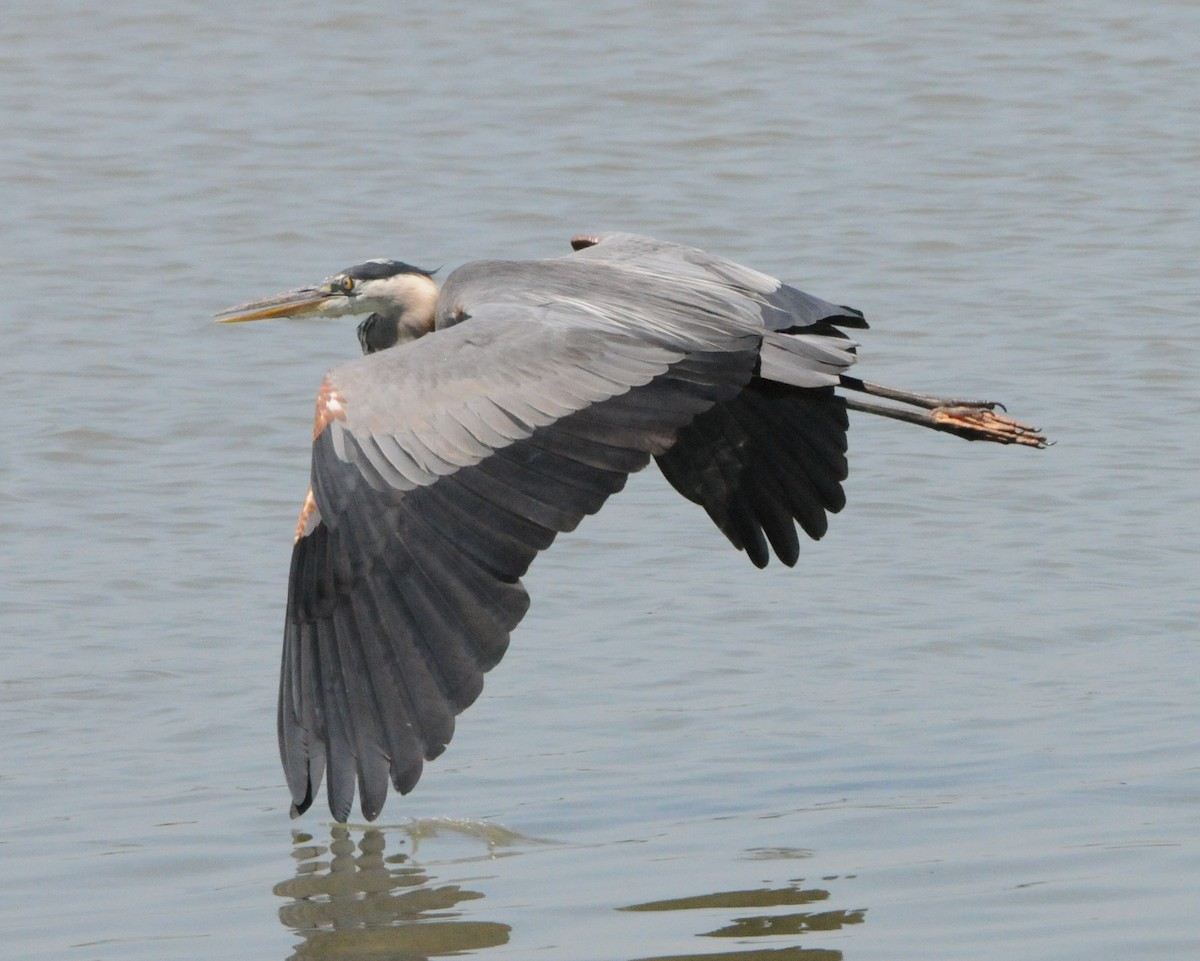 Great Blue Heron - ML248777111