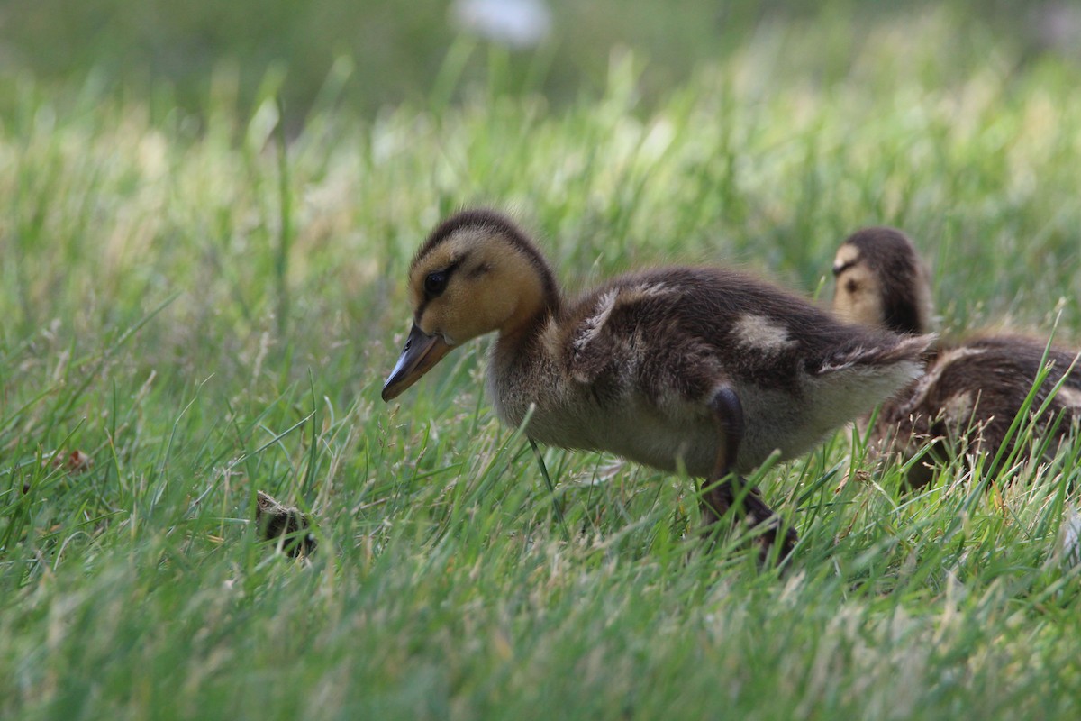 Wood Duck - Bobby Walz