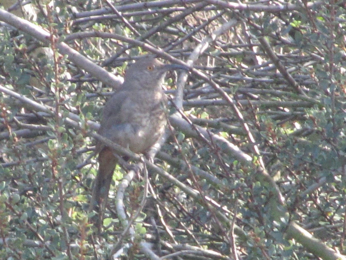 Curve-billed Thrasher - ML24878011