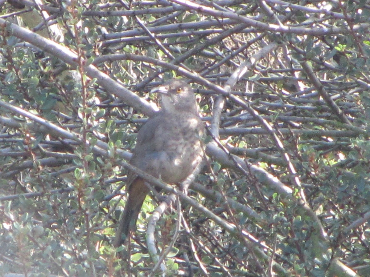 Curve-billed Thrasher - ML24878031