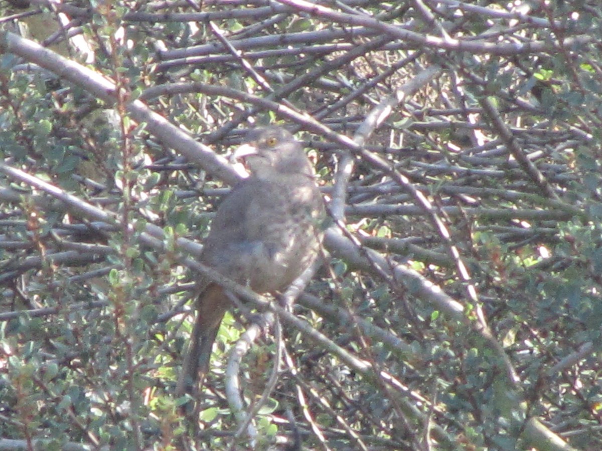 Curve-billed Thrasher - ML24878041