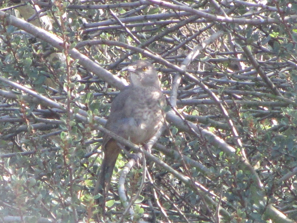 Curve-billed Thrasher - ML24878051