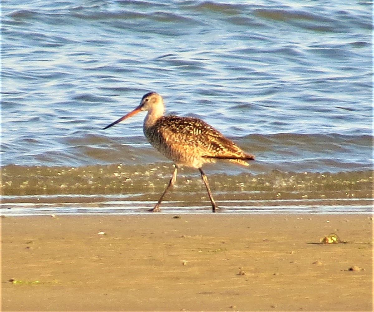 Marbled Godwit - ML248780671