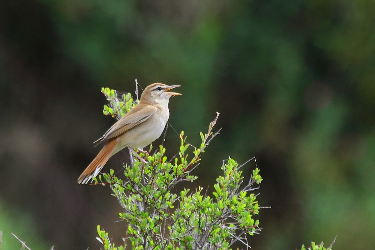 Rufous-tailed Scrub-Robin - ML248780951