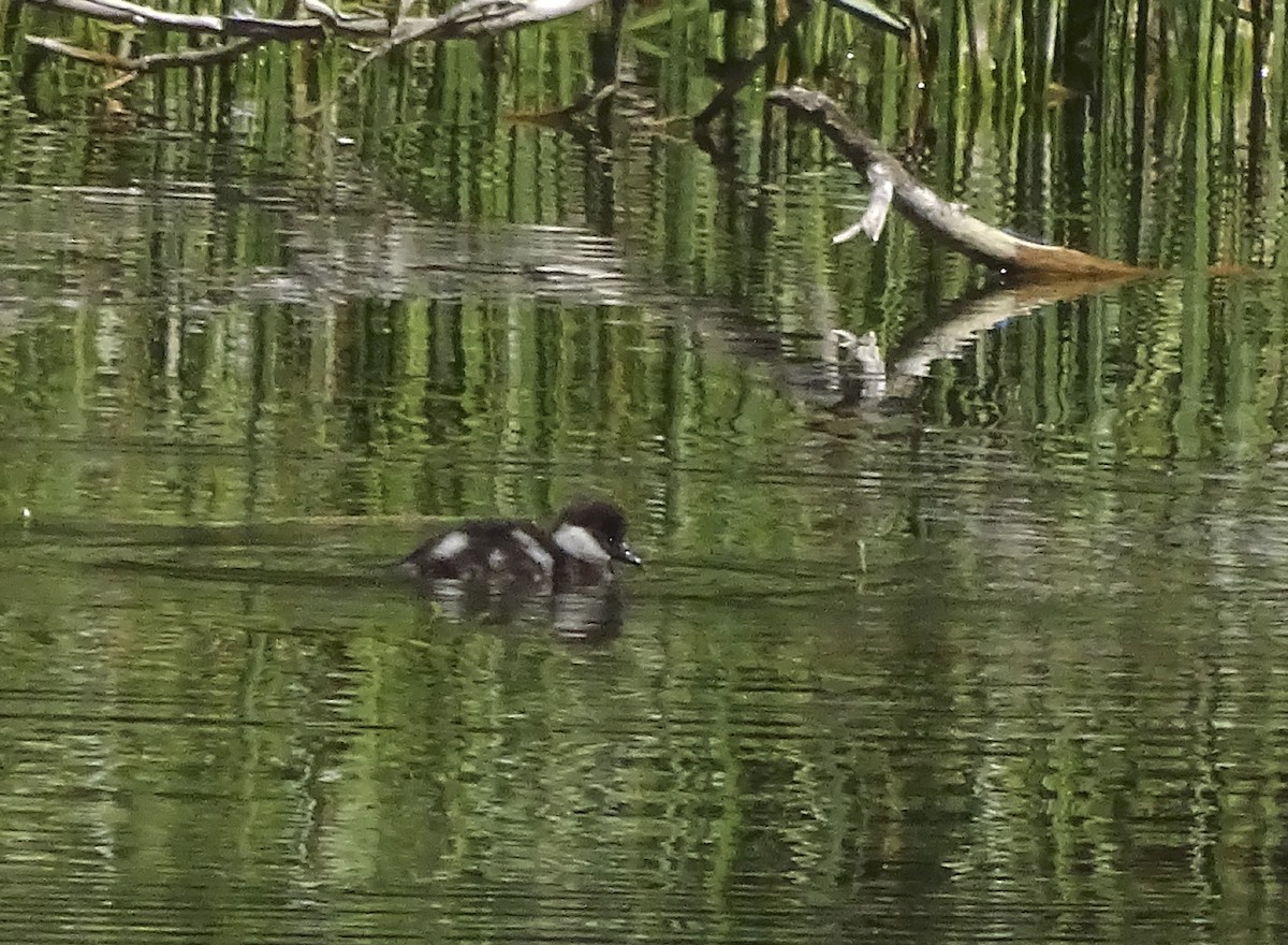 Bufflehead - ML248781031